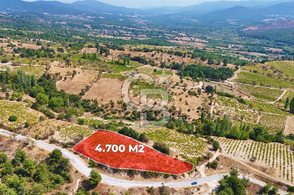 Çanakkale Bayramiç Sarıot Köyünde 4.700 M2 Satılık Üzüm Bağı !