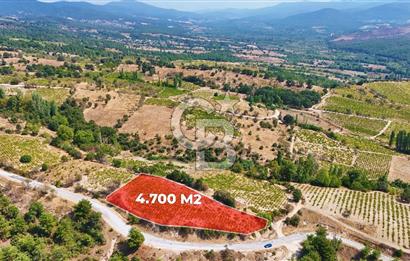 Çanakkale Bayramiç Sarıot Köyünde 4.700 M2 Satılık Üzüm Bağı !