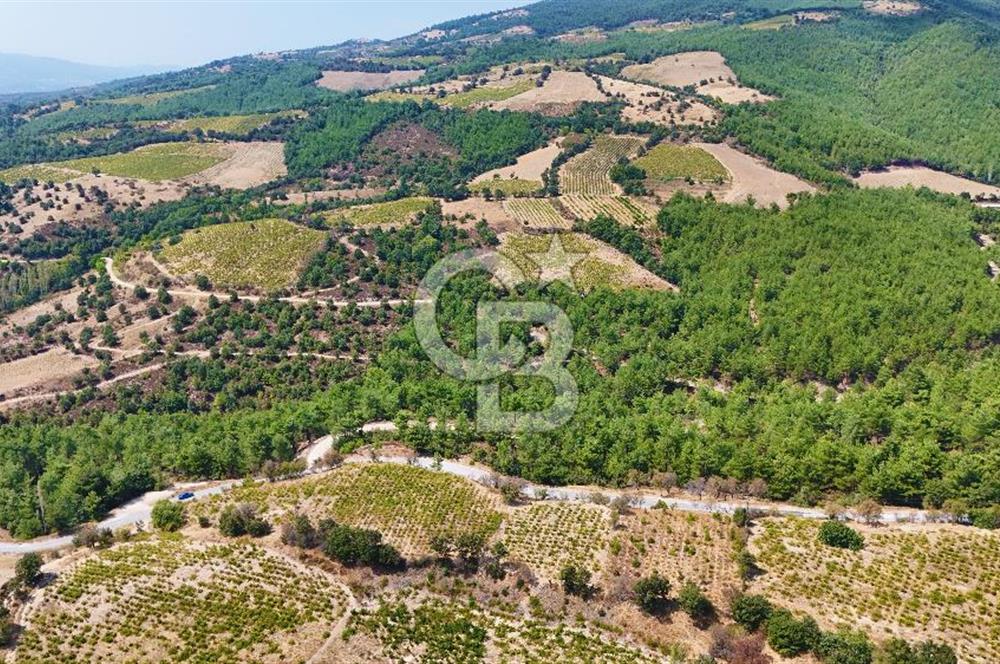 Çanakkale Bayramiç Sarıot Köyünde 4.700 M2 Satılık Üzüm Bağı !