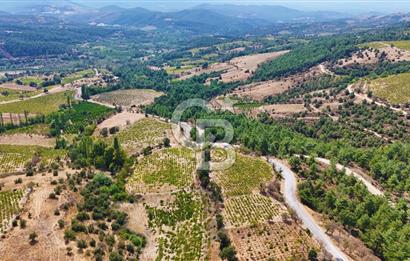 Çanakkale Bayramiç Sarıot Köyünde 4.700 M2 Satılık Üzüm Bağı !