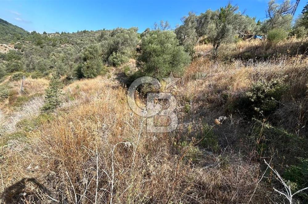 Güzelbahçe Payamlı Land for Sale