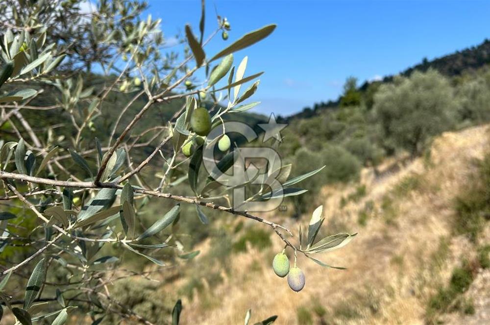 Güzelbahçe Payamlı Land for Sale