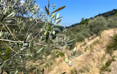 Güzelbahçe Payamlı Land for Sale