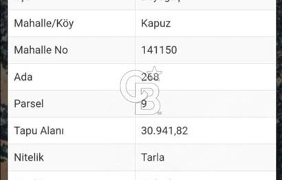 DENİZLİ BEYAĞAÇ KAPUZ MAHALLEİNDE 31 DÖNÜM TARLA SATILIK