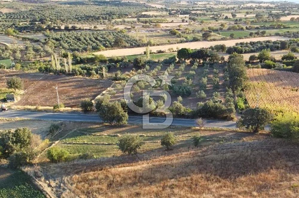 ÇANAKKALE AYVACIK KÖSEDERE KÖYÜ ASFALTA CEPHELİ TARLA