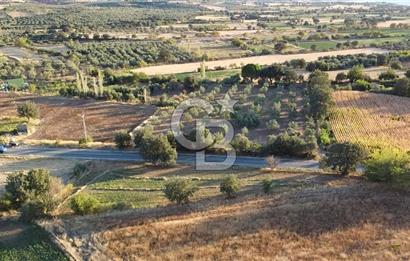 ÇANAKKALE AYVACIK KÖSEDERE KÖYÜ ASFALTA CEPHELİ TARLA