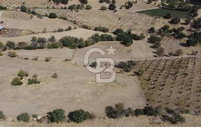 ÇANAKKALE KÖSEDERE KÖYÜ KUPON TARLA