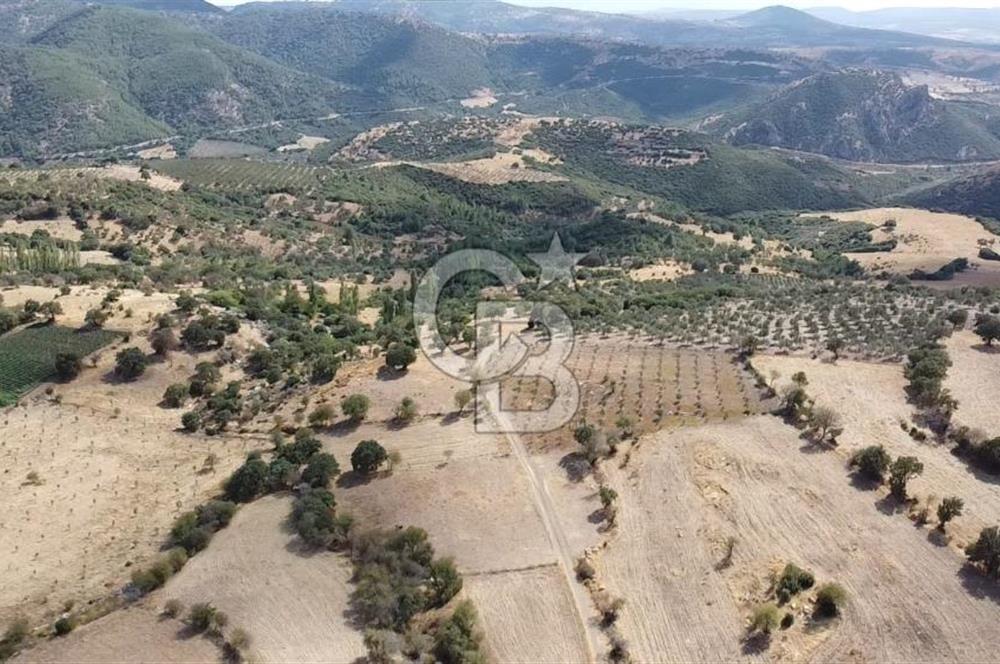 ÇANAKKALE KÖSEDERE KÖYÜ KUPON TARLA