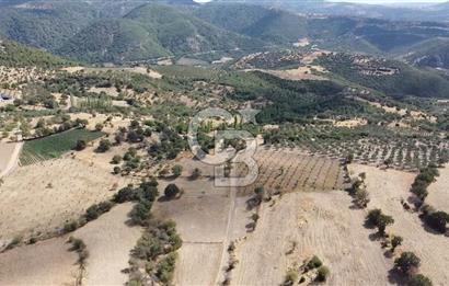 ÇANAKKALE KÖSEDERE KÖYÜ KUPON TARLA