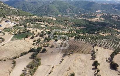 ÇANAKKALE KÖSEDERE KÖYÜ KUPON TARLA