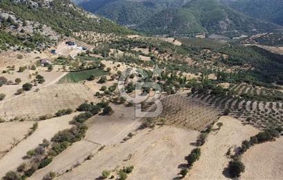 ÇANAKKALE KÖSEDERE KÖYÜ KUPON TARLA