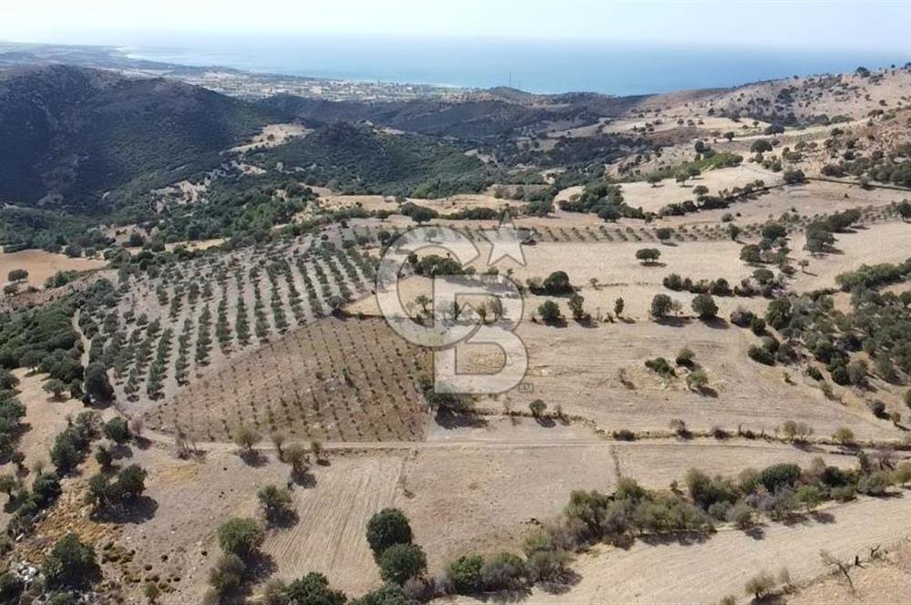 ÇANAKKALE KÖSEDERE KÖYÜ KUPON TARLA