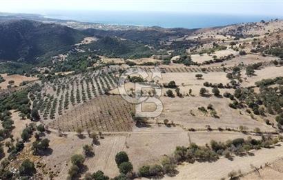 ÇANAKKALE KÖSEDERE KÖYÜ KUPON TARLA