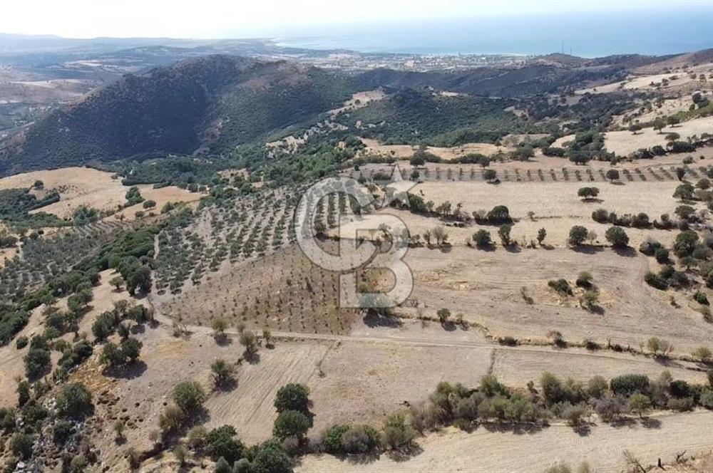 ÇANAKKALE KÖSEDERE KÖYÜ KUPON TARLA