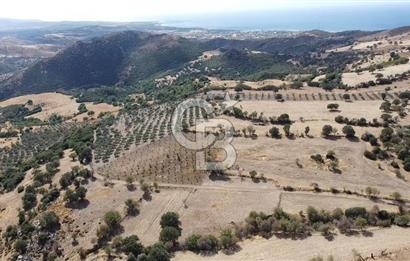 ÇANAKKALE KÖSEDERE KÖYÜ KUPON TARLA