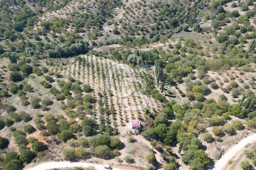 TİRE DAĞDERE ‘DE İÇİNDE EVİ BULUNAN 20 DÖNÜM CEVİZ BAHÇESİ