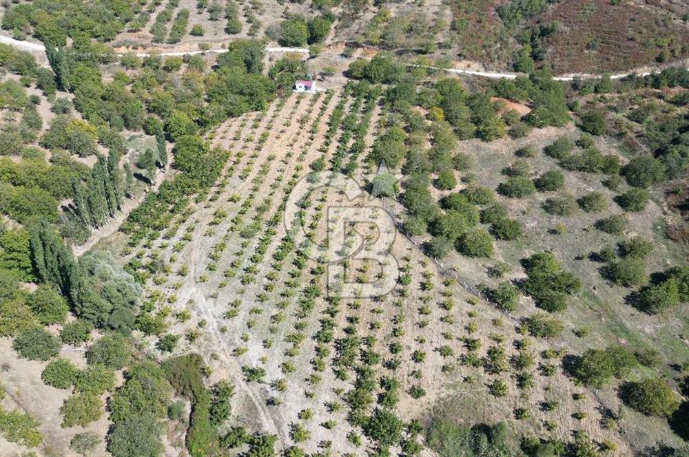 TİRE DAĞDERE ‘DE İÇİNDE EVİ BULUNAN 20 DÖNÜM CEVİZ BAHÇESİ