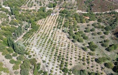 TİRE DAĞDERE ‘DE İÇİNDE EVİ BULUNAN 20 DÖNÜM CEVİZ BAHÇESİ