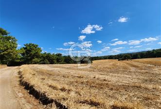 ÇANAKKALE MERKEZ ÇINARLI DA YOLU OLAN 13.000 M2 SATILIK TARLA