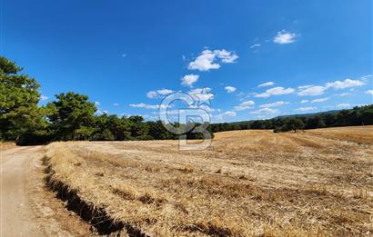 ÇANAKKALE MERKEZ ÇINARLI DA YOLU OLAN 13.000 M2 SATILIK TARLA