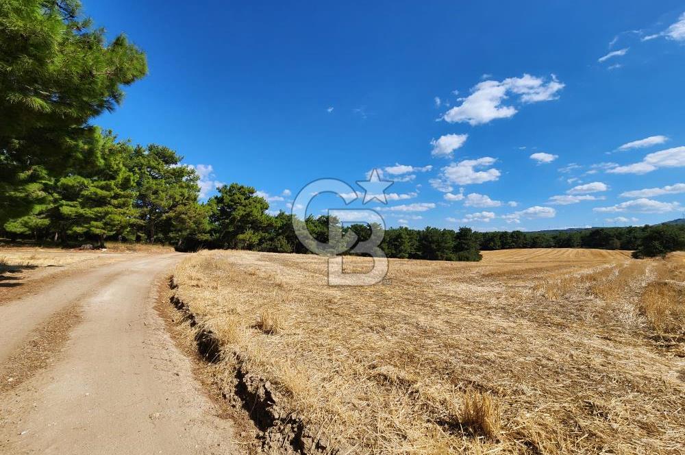 ÇANAKKALE MERKEZ ÇINARLI DA YOLU OLAN 13.000 M2 SATILIK TARLA