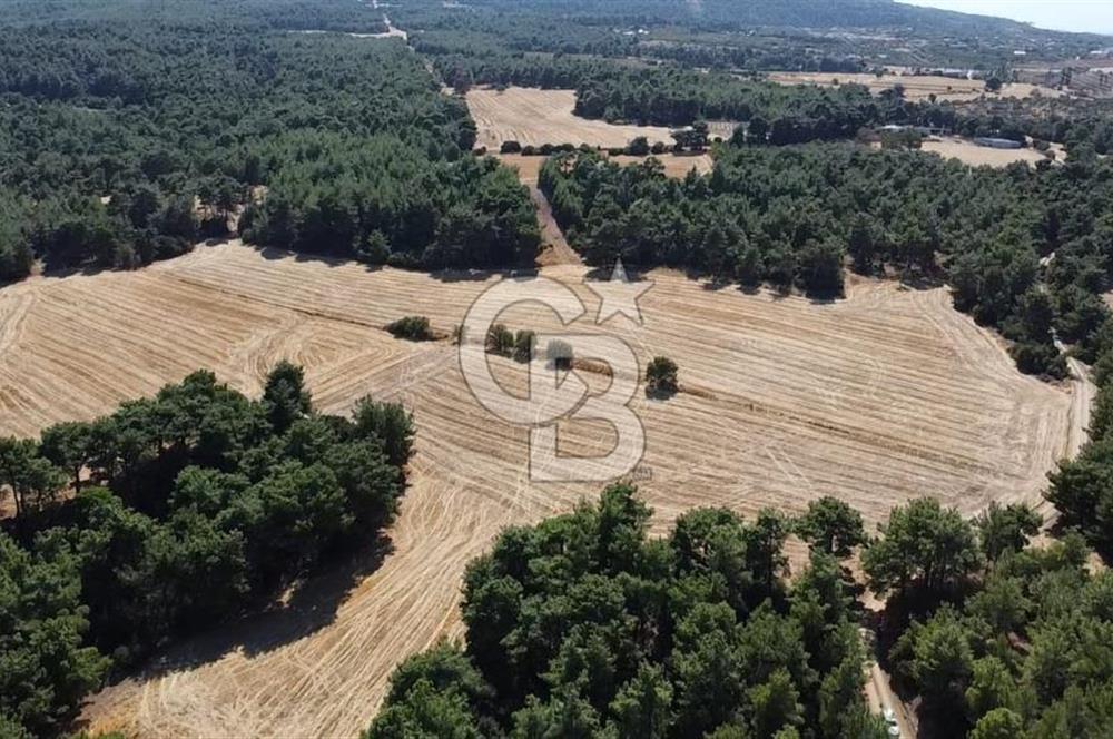 ÇANAKKALE MERKEZ ÇINARLI DA YOLU OLAN 13.000 M2 SATILIK TARLA