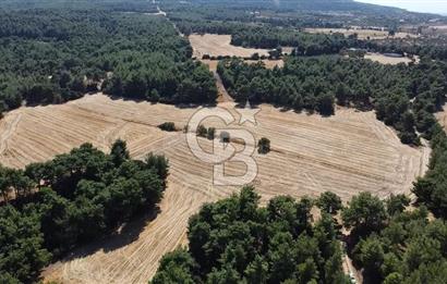 ÇANAKKALE MERKEZ ÇINARLI DA YOLU OLAN 13.000 M2 SATILIK TARLA