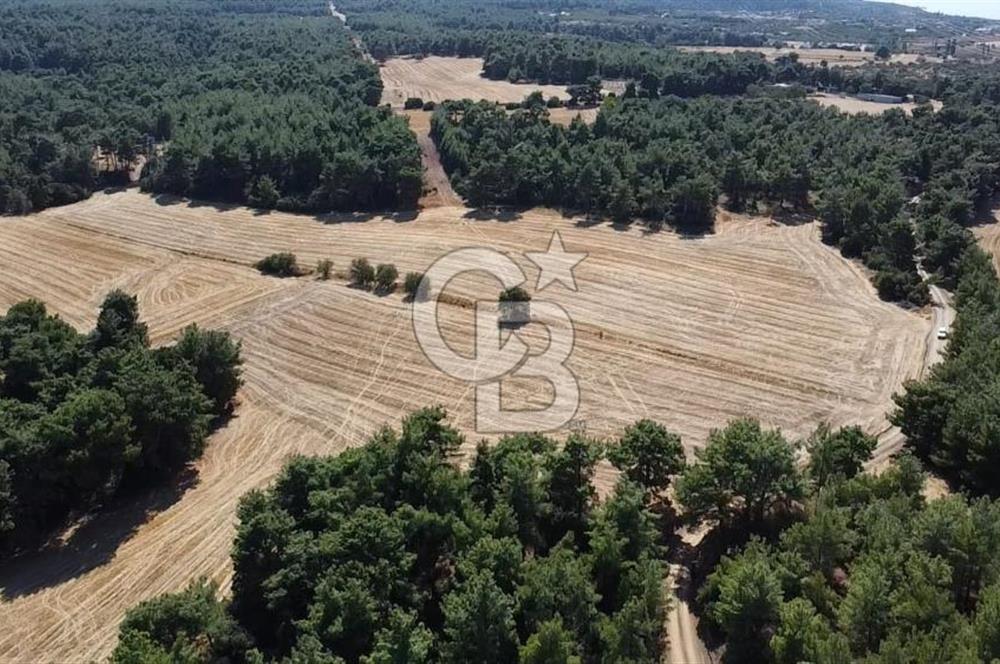 ÇANAKKALE MERKEZ ÇINARLI DA YOLU OLAN 13.000 M2 SATILIK TARLA