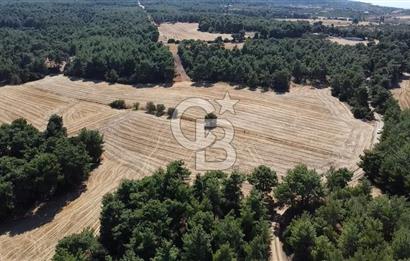 ÇANAKKALE MERKEZ ÇINARLI DA YOLU OLAN 13.000 M2 SATILIK TARLA