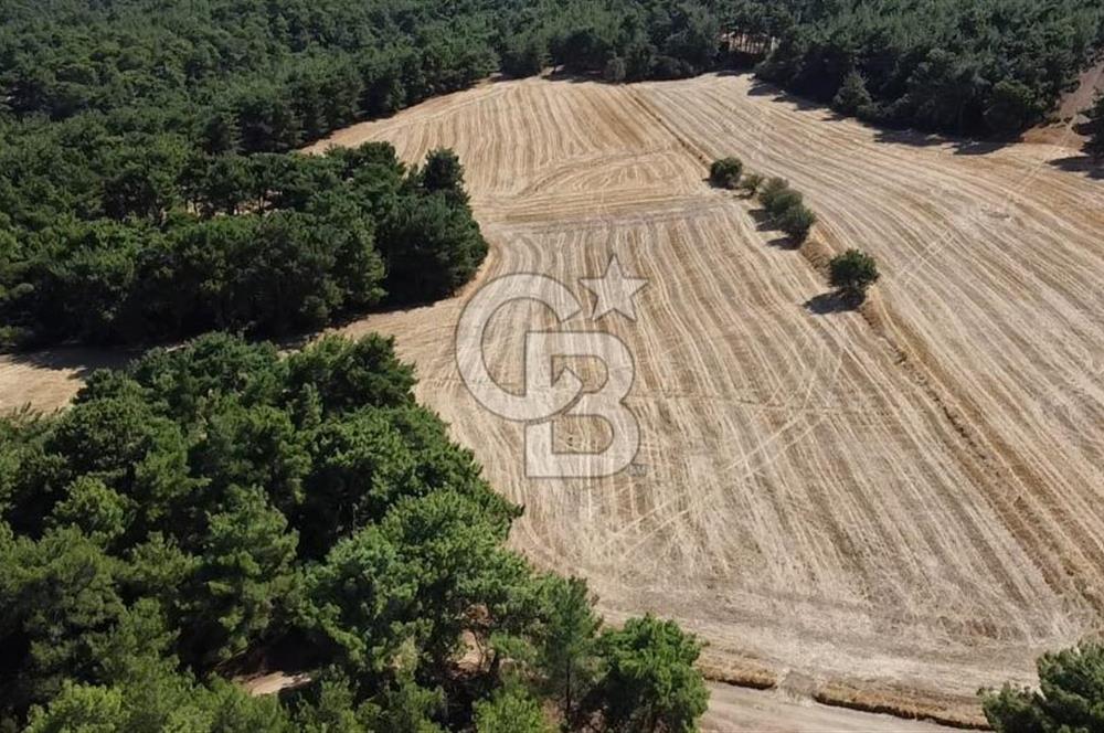 ÇANAKKALE MERKEZ ÇINARLI DA YOLU OLAN 13.000 M2 SATILIK TARLA