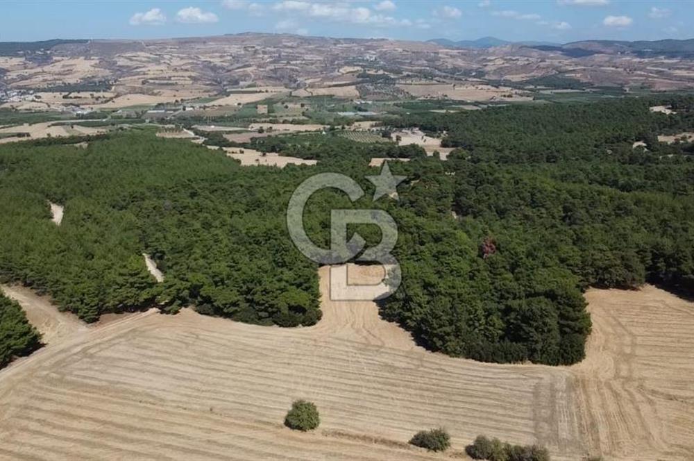 ÇANAKKALE MERKEZ ÇINARLI DA YOLU OLAN 13.000 M2 SATILIK TARLA