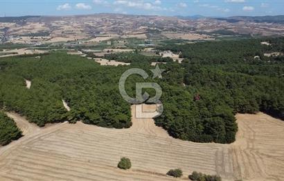 ÇANAKKALE MERKEZ ÇINARLI DA YOLU OLAN 13.000 M2 SATILIK TARLA