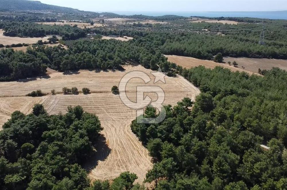 ÇANAKKALE MERKEZ ÇINARLI DA YOLU OLAN 13.000 M2 SATILIK TARLA