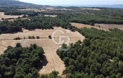 ÇANAKKALE MERKEZ ÇINARLI DA YOLU OLAN 13.000 M2 SATILIK TARLA