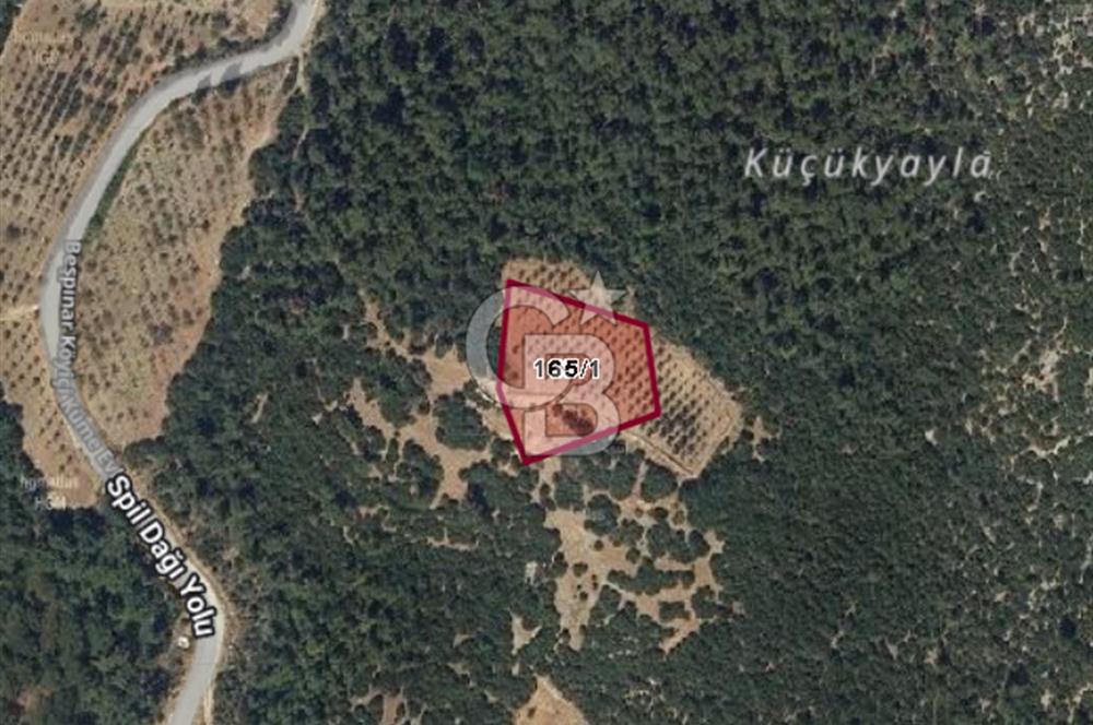 Kemalpaşa Beşpınar Köyü 3952 m2 Satılık Tarla