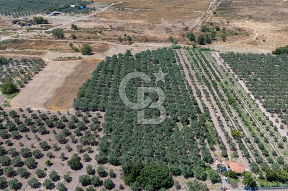 MANİSA AKHİSAR MEDAR KÖYÜ SATILIK TARLA