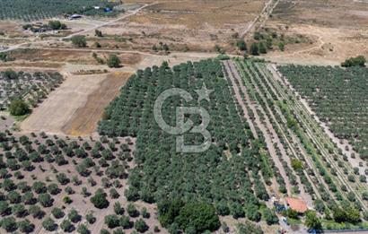 MANİSA AKHİSAR MEDAR KÖYÜ SATILIK TARLA