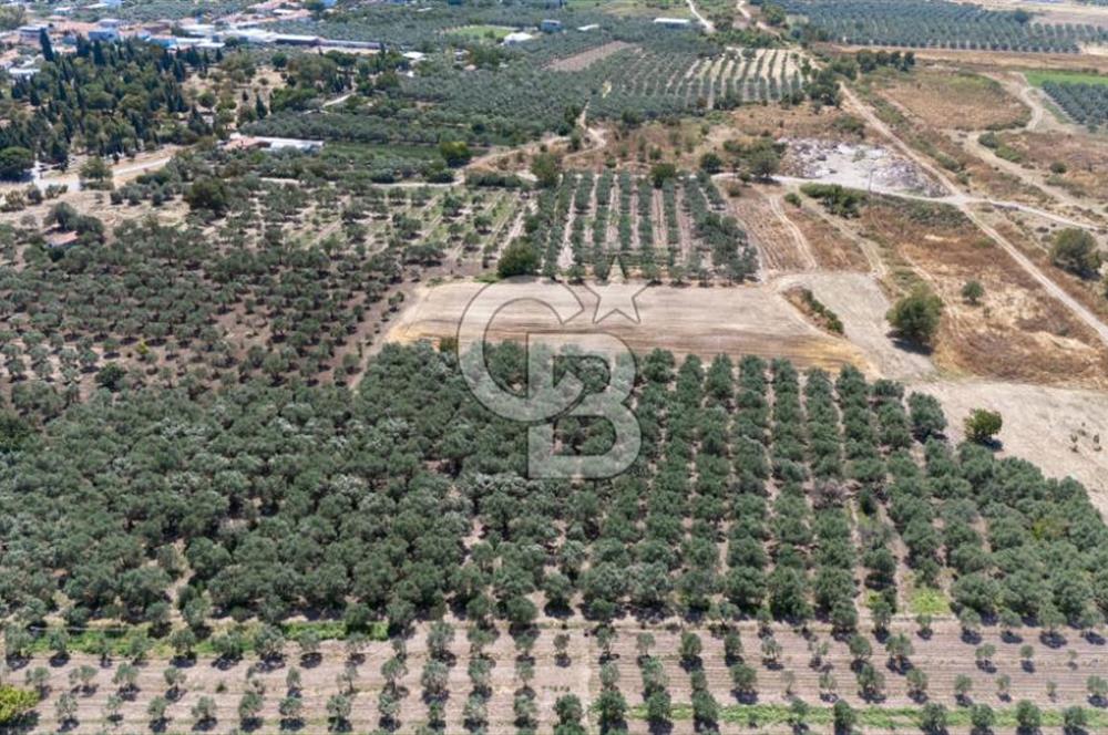 MANİSA AKHİSAR MEDAR KÖYÜ SATILIK TARLA