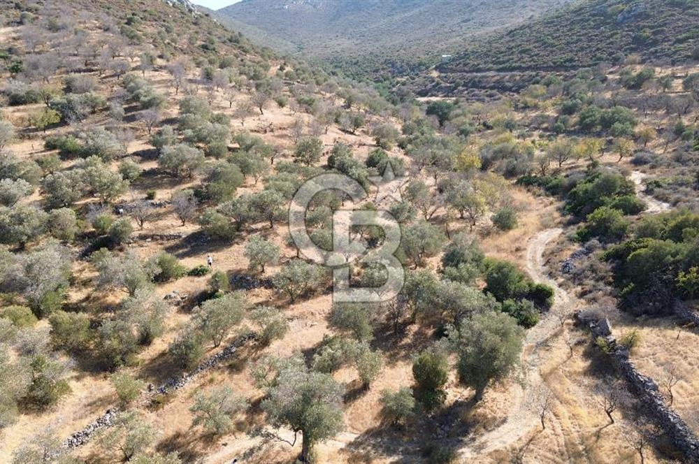 DATÇA YAZI KÖYDE  YATIRIMLIK  TARLA  KOS  ADASI MANZARALI