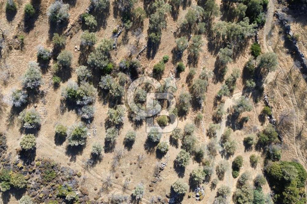 DATÇA YAZI KÖYDE  YATIRIMLIK  TARLA  KOS  ADASI MANZARALI