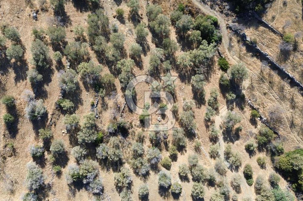 DATÇA YAZI KÖYDE  YATIRIMLIK  TARLA  KOS  ADASI MANZARALI