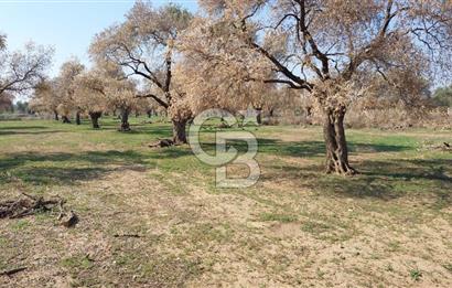 Bayındır Yeşilova Mahallesinde Satılık Düz Arazi Zeytinlik