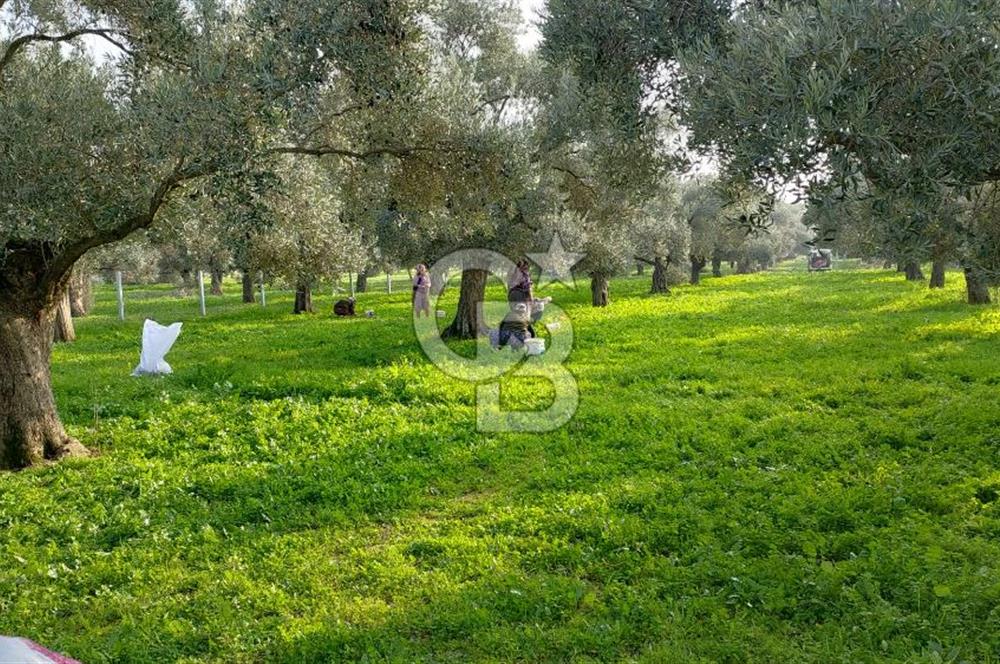 Bayındır Yeşilova Mahallesinde Satılık Düz Arazi Zeytinlik