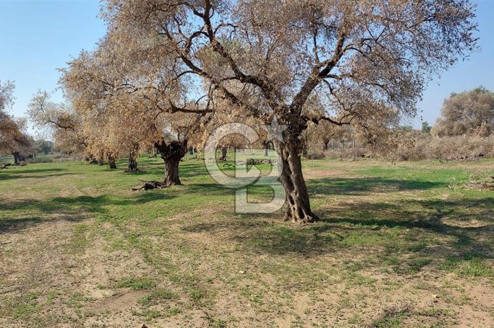 Bayındır Yeşilova Mahallesinde Satılık Düz Arazi Zeytinlik