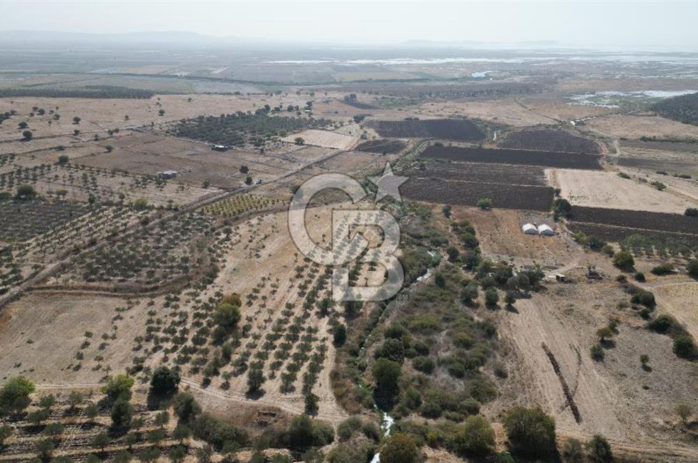 FOÇA YENİBAĞARASI’NDA TARLA VASFINDA ZEYTİNLİK