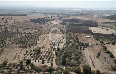 FOÇA YENİBAĞARASI’NDA TARLA VASFINDA ZEYTİNLİK