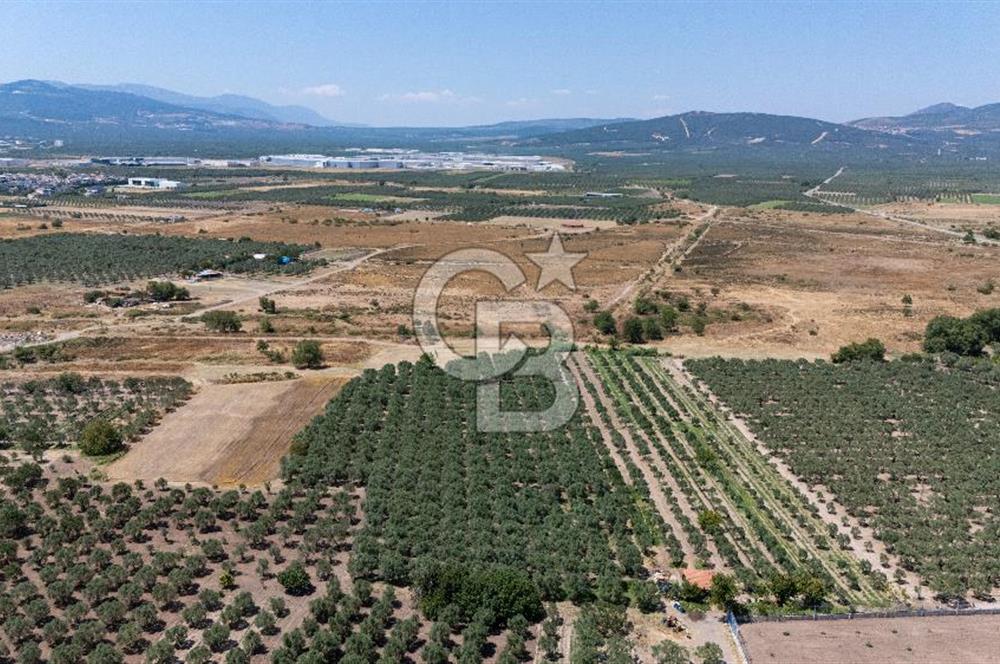 Manisa Demirci mevkii satılık tarla