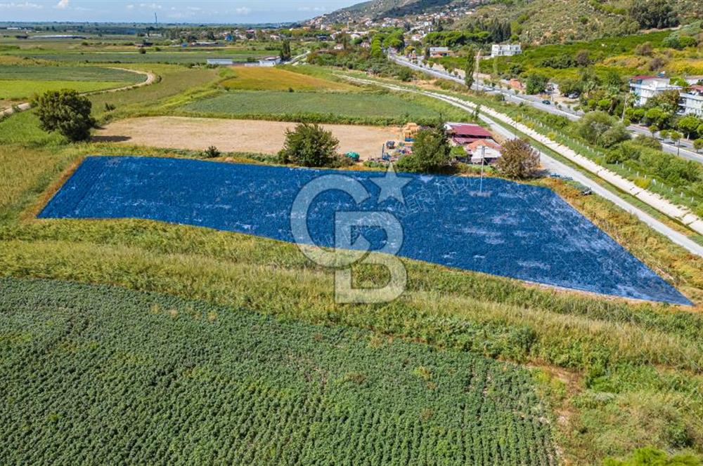 Söke Güllübahçede Kadastro Yoluna Cepheli Satılık Tarla