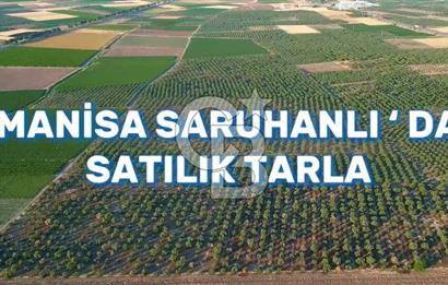 MANİSA SARUHANLI'DA SATILIK ZEYTİNLİK TARLA