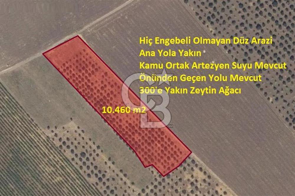 MANİSA SARUHANLI'DA SATILIK ZEYTİNLİK TARLA